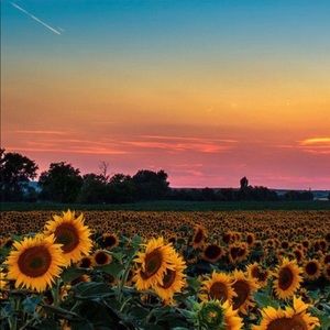 Meet your Posher, Lilly